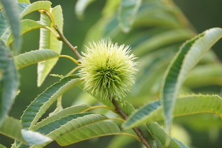 黄緑をした栗の写真です