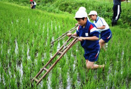 田んぼの草取り競争