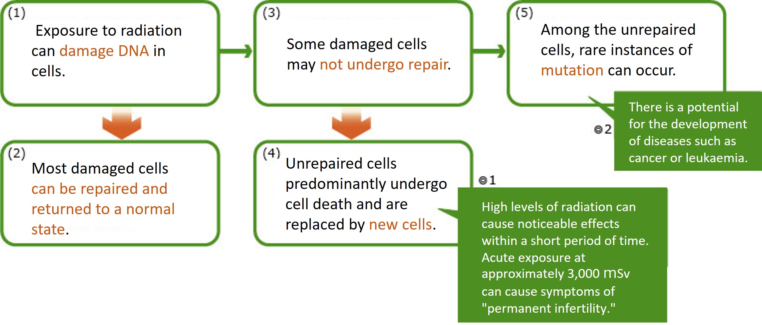 The mechanism by which radiation affects health is as follows