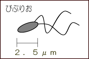 腸炎ビブリオの絵