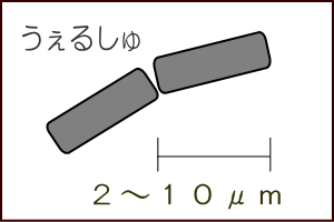 ウェルシュ菌の絵