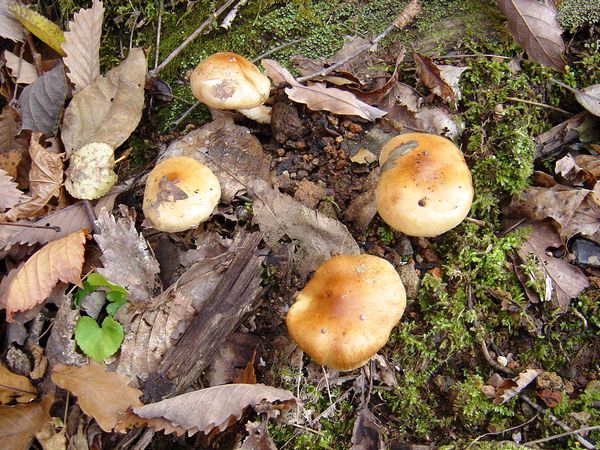 カキシメジ（毒）の画像