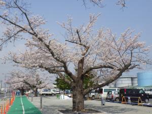 いちえふの桜１