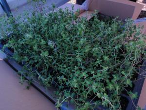 イブキジャコウソウの苗