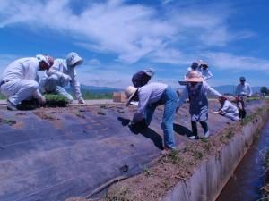 定植作業を行う集落住民