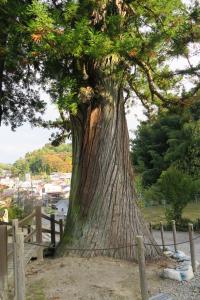 東禅寺のめおと杉(2)