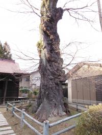 田中の肥上げ桜