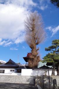 東円寺のイチョウ