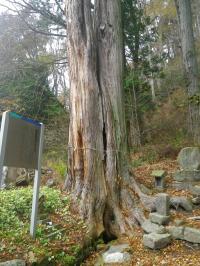 愛宕神社のサワラ