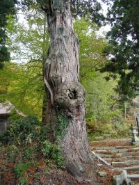 来福寺の大スギ