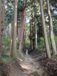 古寺山の松並木