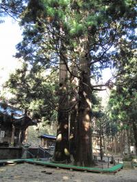 藤沼神社の大スギ