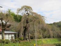 横田陣屋御殿桜