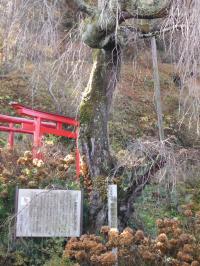 剛叟寺の枝垂れ桜