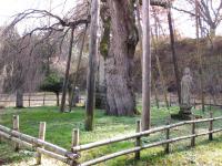 永泉寺のサクラ