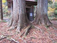 御鍋神社のヒバ