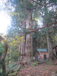 温泉八幡神社の大スギ