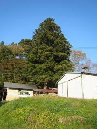 菅布祢神社の大スギ