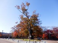 棚倉城跡の大ケヤキ