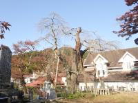 向ヶ岡公園の桜－(3)