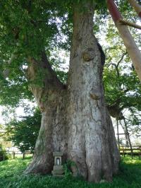 高瀬の大ケヤキ