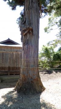 熊野神社の森（スギ）