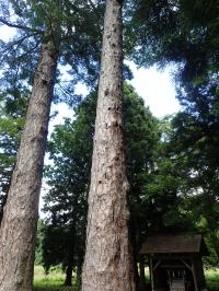 五霊神社の大カラマツ