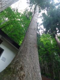 檜枝岐の鎮守の森（モミ）