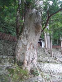 檜枝岐の鎮守の森（ケヤキ）