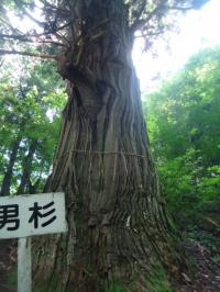 熊野宮の男スギ