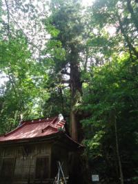 北野神社の大杉