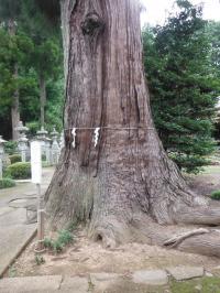 八幡神社の夫婦スギ