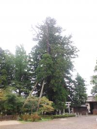 中村神社の親子スギ