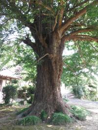 阿弥陀寺の大イチョウ