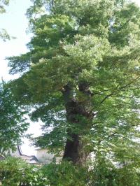 鹿島御子神社の大ケヤキ