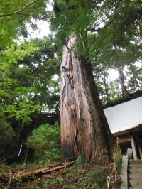 大悲山の夫婦大杉