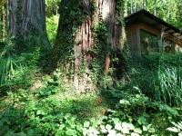 八坂神社の二本杉