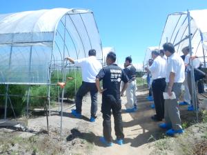 アスパラガス生産ほ場の現地調査