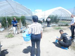 ミニトマト生産ほ場の現地調査