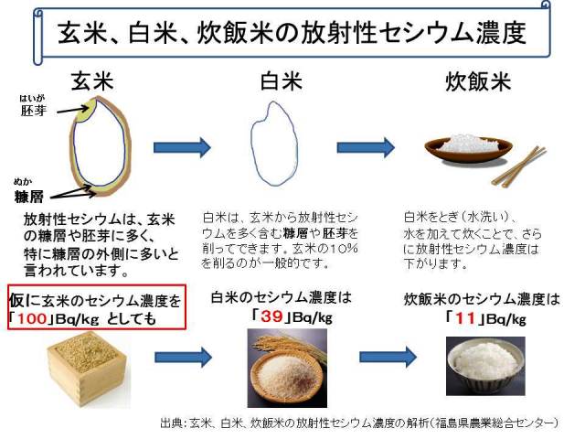 玄米、白米、炊飯米の放射性セシウム濃度