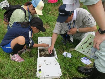 水生生物の同定の様子