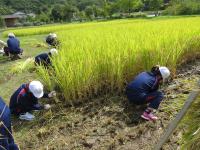 田んぼの学校での稲刈り風景２