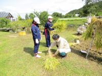 田んぼの学校での稲刈り風景３