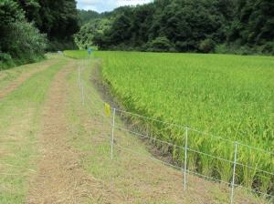 鳥獣害防護柵①