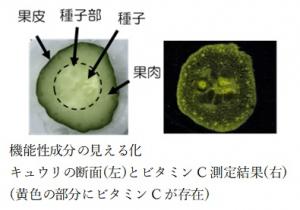 キュウリ見える化イメージ