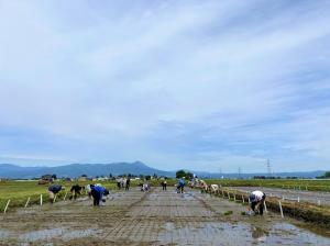 田植え風景