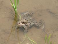 トウキョウダマガエル