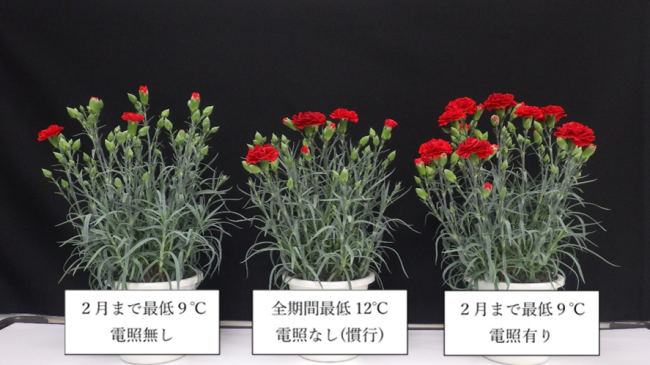 電照や最低気温の条件を変えた3つの区の生育状況