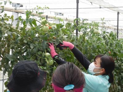 収穫体験（野菜経営学科）