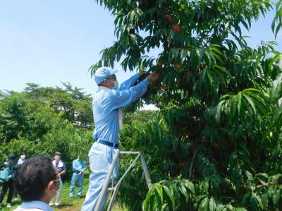 モモ収穫体験（果樹経営学科）